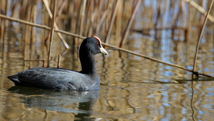 water bird