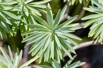 greenery plant with green leaves, nature background