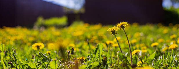 Panoramic background with a close up yellow dandelions in meadow field. Beautiful natural countryside landscape with blurry background and copyspace