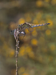 Dragonfly photographed in their natural environment.