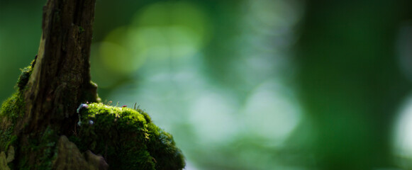 Panoramic background with close-up of moss on a stump in the forest. Beautiful natural landscape with a heavily blurred background and copyspace