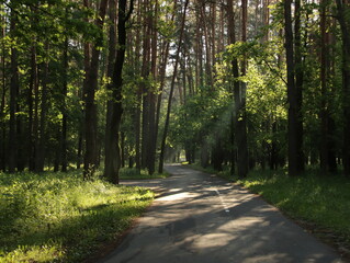 Fototapeta premium Forest early summer morning