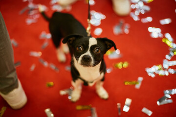 black and white dog on a red carpet with sequins looks at the camera. black and white dog on a red background looking at the camera