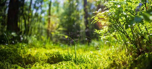Panoramic banner background with closeup of forest green plants, moss and grass. Beautiful natural landscape with a blurred background and copyspace
