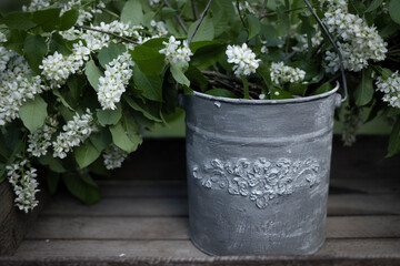 a huge bouquet of fragrant bird cherry in a galvanized retro planter