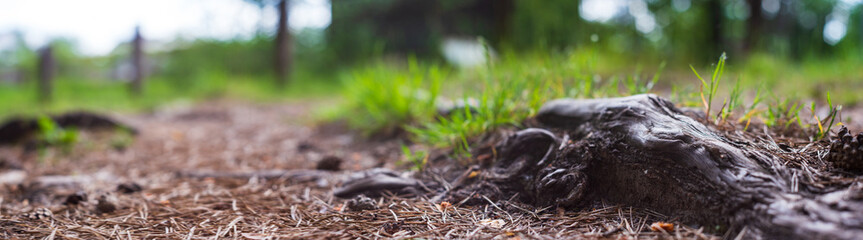 Close-up roots of pine in forest. Low point of view in nature landscape. Blurred nature panoramic background copy space. Ecology environment