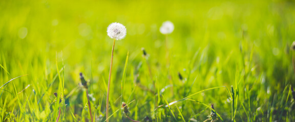 Panoramic background with a close up white dandelions in meadow field. Beautiful natural countryside landscape with blurry background and copyspace
