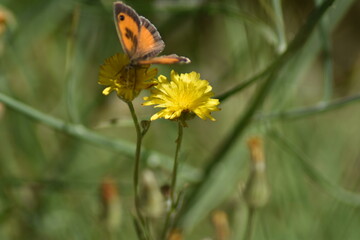 Obraz premium Mariposa lobito jaspeado (pyronia cecilia) libando en un diente de león con fondo difuminado (macro)