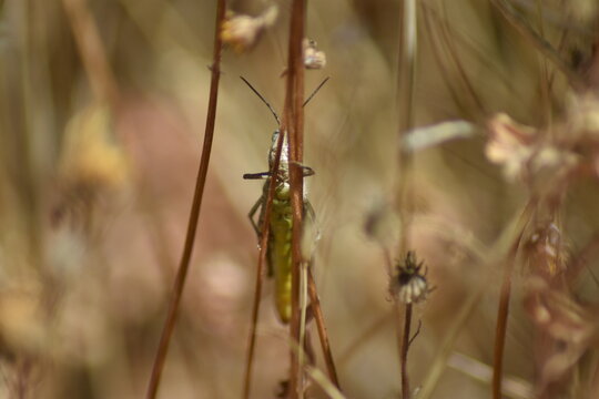 Saltamonte verde sobre una hierba con fondo difuminado (macro)