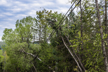 Severed trees are seen leaning on overhead power cables in a rural village after gale force winds...