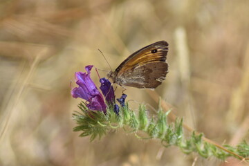 mariposa loba (maniola jurtina) sobre malva silvestre con fondo difuminado (macro)