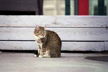 A stern and strict yard cat stares intently to the side