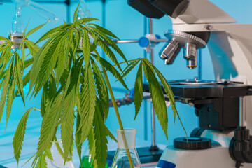 Cannabis marijuana plant leaf   in science laboratory with microscope and lab glass