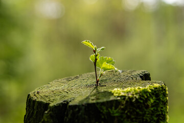 Strong seedling growing in the center of the trunk of cut stumps. Tree, support concept, building...