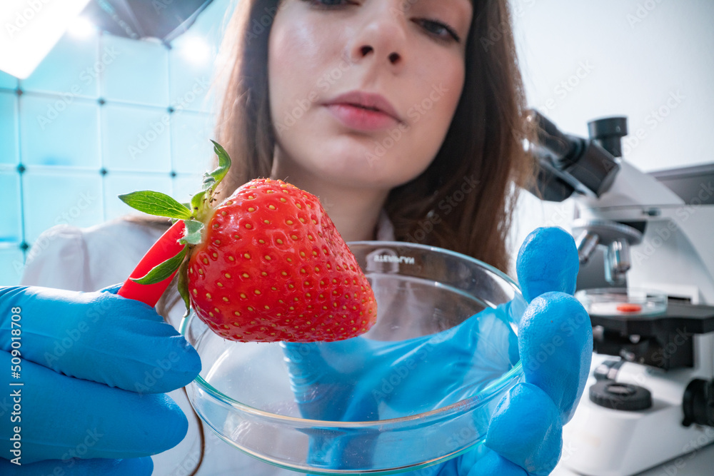 Wall mural quality inspection of food checking the content of nitrates and herbicides in strawberries