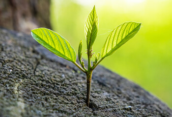 New development and renewal as a business concept for the development of leadership success, like an old felled tree and a strong sapling growing in the center of the trunk, as a concept of the future