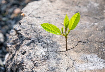 New development and renewal as a business concept for the development of leadership success, like a strong seedling breaking through concrete, a seedling breaking through asphalt