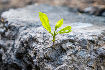 New development and renewal as a business concept for the development of leadership success, like a strong seedling breaking through concrete, a seedling breaking through asphalt - obrazy, fototapety, plakaty