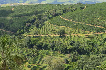 Fototapeta na wymiar Vista das plantações de café