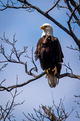 american bald eagle