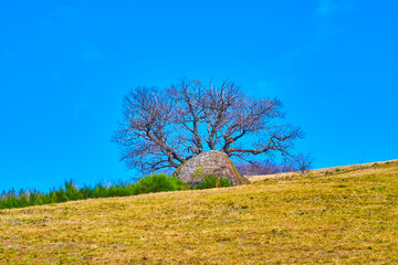 The spring in Lugano Prealps, Alpe Vicania, Vico Morcote, Switzerland