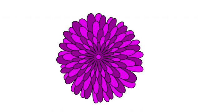 Chrysanthemum flower, daisy, aster, rotation animation. Violet flower on white background. Seamless loop.