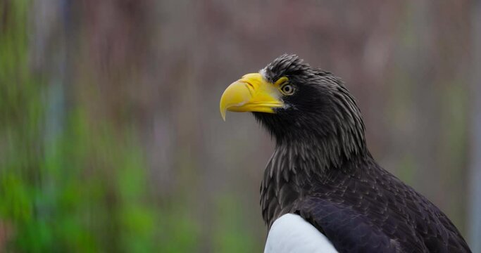 Steller's sea eagle (Haliaeetus pelagicus). Wildlife animal. detail portrait of rare bird. Close-up portrait of beautiful proud bird. 4K Slow motion 120 fps, ProRes 422, 10 bit video
