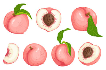 Vector colorful set of ripe peaches, nectarines. Pieces of summer fruits on a white background.
