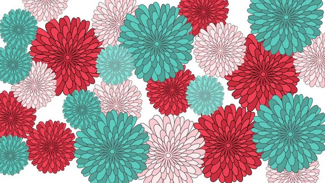 Chrysanthemum, daisy, aster flower animation background. Luma matte. Red, pink, green. Seamless loop hand drawn animation.
