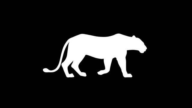 Walking lion, animation on the black background (seamless loop)