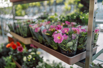 Indoor plant store. A large set of indoor small plants. Gardening, horticulture. Potted azalea blooming with red and white flowers growing in plastic pots for sale in greenhouse.