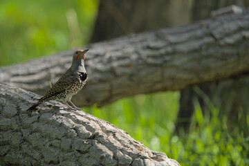 Birding at Cherry Creek State Park, Colorado