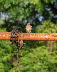 The Hoopoe