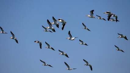 The flock of American white pelican (Pelecanus erythrorhynchos) in flight over lake Michigan.
