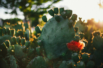 Prickly Pear in Bloom