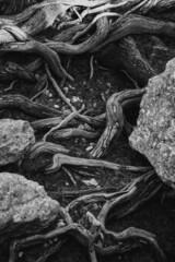 ancient tree with twisted roots