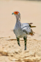 Secretary Bird, Kgalagadi, South Arica