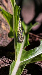 caterpillar on a leaf