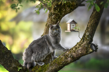 beautiful maine coon cat hunting for birds on a tree outdoors