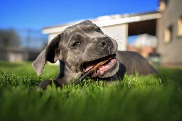 funny cane corso puppy chewing a stick outdoors on grass, close up wide angle shot - Powered by Adobe