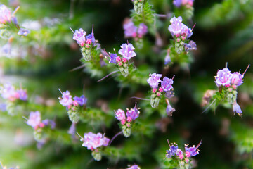 Les fleurs du jardin
