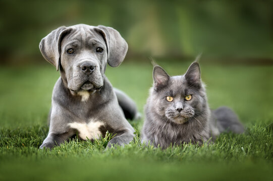 two beautiful pets, cane corso puppy and maine coon kitten posing together on grass outdoors