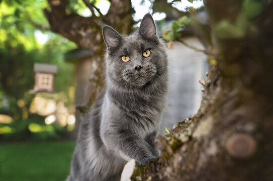 grey maine coon cat portrait on a tree