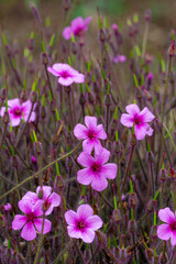 Les plantes du jardin