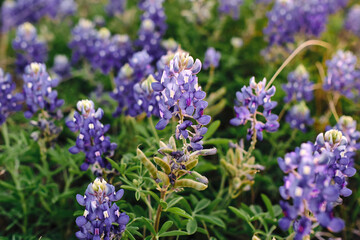 Obraz premium multiple Blue Bonnet (Lupinus texensis) flowers blooming