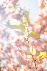 Magical scene with cherry flowers and magic sparks. Beautiful nature spring background. Photo toned in light pink color. Copy space for text. 