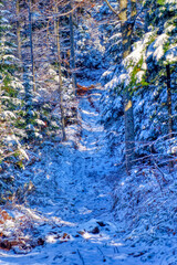 Natural landscape during cold winter day.