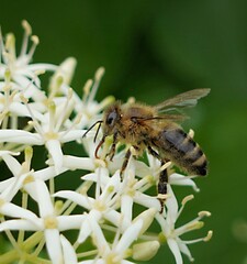 bee on a flower