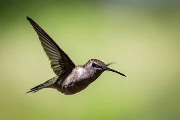Fototapeta premium hummingbird in flight