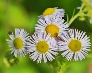 Obraz premium daisies in the garden
